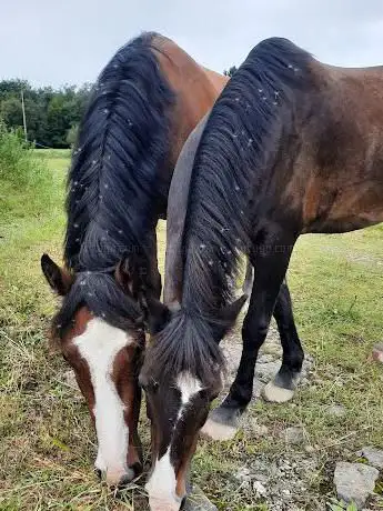 Photo de Centre Equestre de Oignies