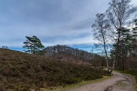 Photo de Harburger Berge mit Heide und Wald