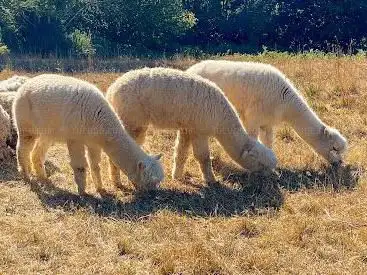 Photo de mohair-normandie Ferme LÃ -bas laines Benoit BECRET