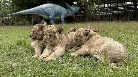 Photo de Island Of Lions