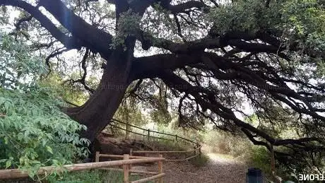 Photo of Alzina de la Font de Can Massanet
