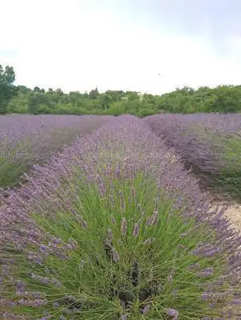 Photo de Champ de lavande Gard