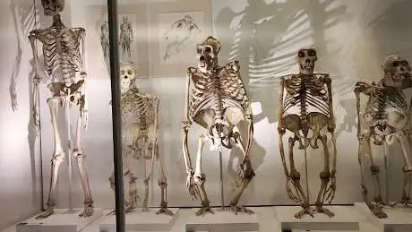 Photo de musée de zoologie de l'université de Cambridge