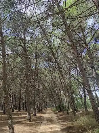 Photo de Pineta di Sant'Antonio
