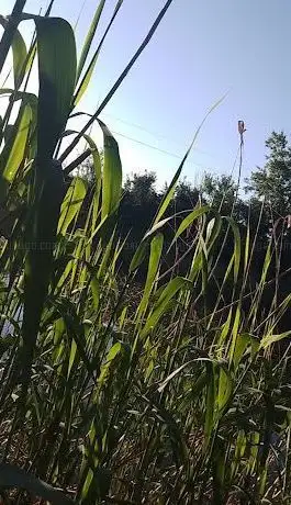 Photo de Bezdan (Bački okrug)
