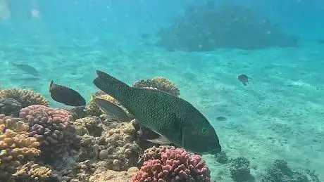 Photo de Fort Arabesque Coral Reef