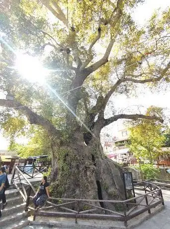 Photo de Moses Tree