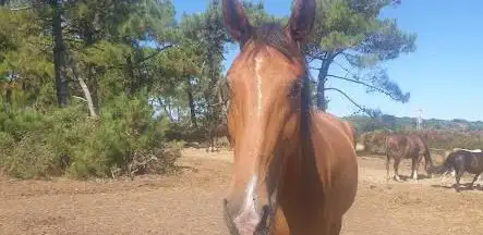 Foto de Area Les Chevaliers De Bangor