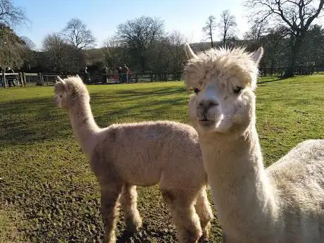 Photo of Kingston Maurward Animal Park and Gardens
