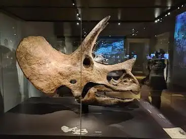 Photo de Museum of Natural History