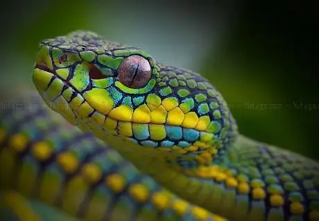 Photo de REPTILIENZOO NOCKALM