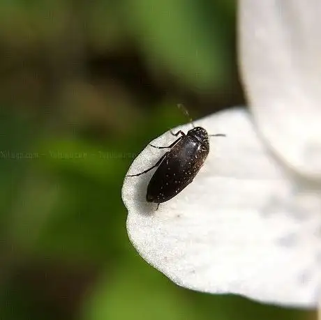 Photo de Yalım Garden Yüzme Havuzu
