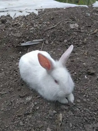 Photo de Çocuk Bahçesi