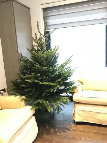 Photo de Pines and Needles