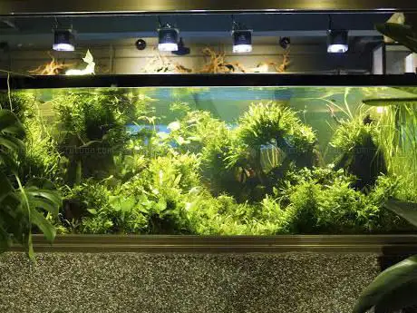 Photo de Aquarienservice-Aachen