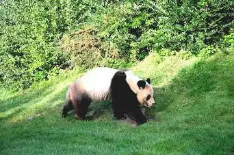 Photo de Enclos extérieurs des Pandas géants