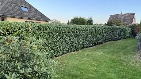 Photo de Wurzelwerk Seevetal