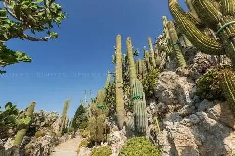 Photo de Jardin Exotique de Monaco