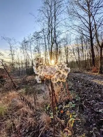 Photo de Lollenbach