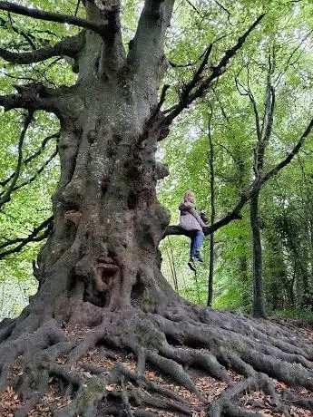 Balrath Woods
