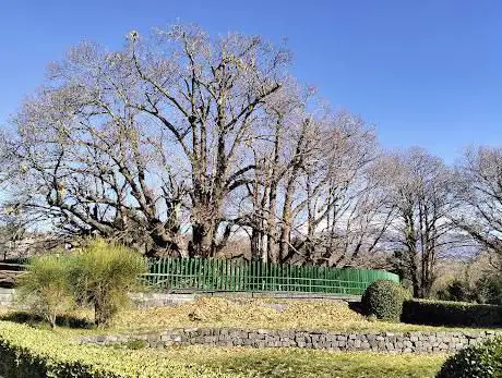 Photo de Castagno dei Cento Cavalli