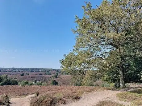 Photo de Kraaijenberg (Herikhuizerveld) Nationaal Park Veluwezoom))