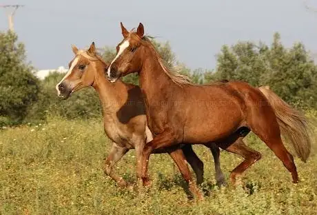 Photo de Club Farah d'équitation