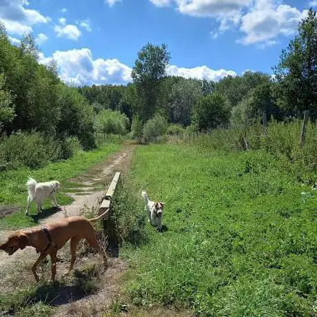 Photo de Hondenlosloopweide