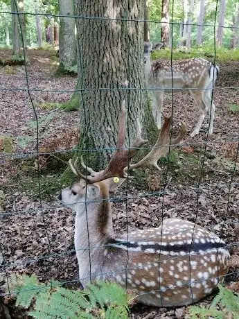 Photo of Parc Animalier de Grimbosq
