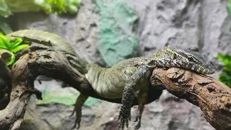 Photo de Aquarium Terrarium Šibenik