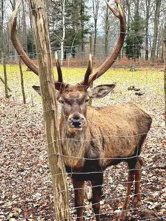 Photo de Wildpark Kaiserslautern