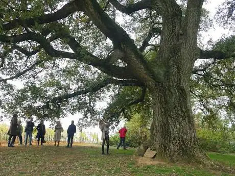 Photo de La Rovere verde