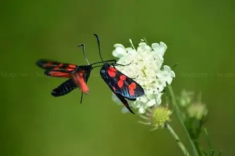 Photo de Velimeşe yeni bağlık
