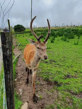 Errigal View Pet Zoo