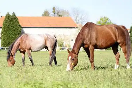 Photo de La Cavalcade de Saacy