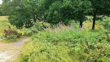 Photo de National Trust - Headley Heath