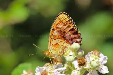 Photo de Le jardin à papillons de l'Escarelle
