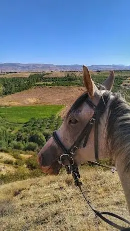 Photo de Gölgeyele Binicilik Spor Kulübü