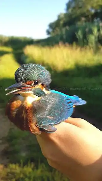 Photo de Schlammwiss