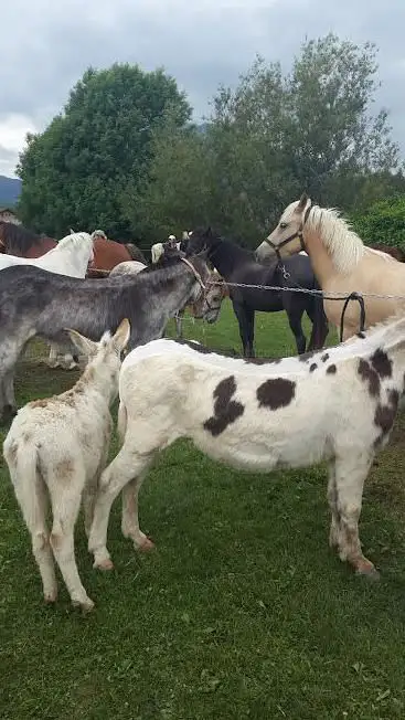 Photo de Prieuré de Peillonnex