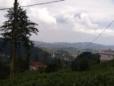 Photo de Çaykur Çay Alım Yeri