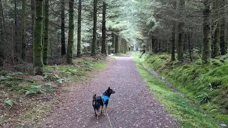 Photo de Dyfnant Forest