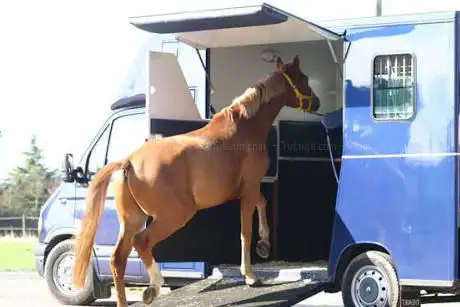 Photo de Pierkes - Pferdetransporte zu JEDEM Ziel