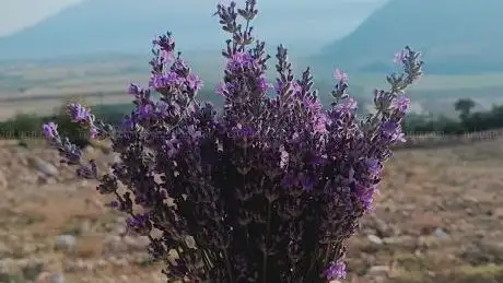 Photo de Lavanta Bahçesi