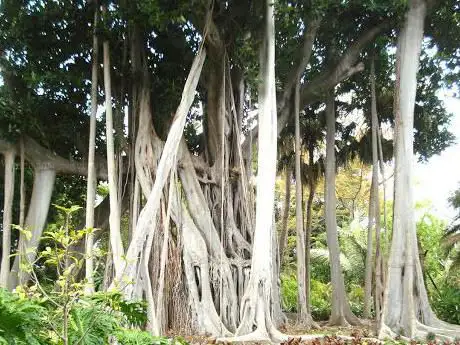 Photo de Jardin d'acclimatation de La Orotava