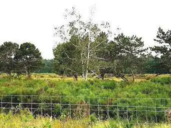 Photo de Sandheiden und Dünen (mit Infopfad)