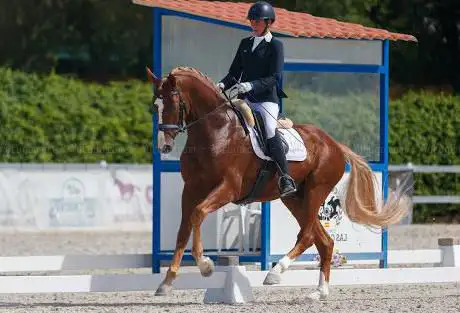 Photo de Vallsinsa Dressage
