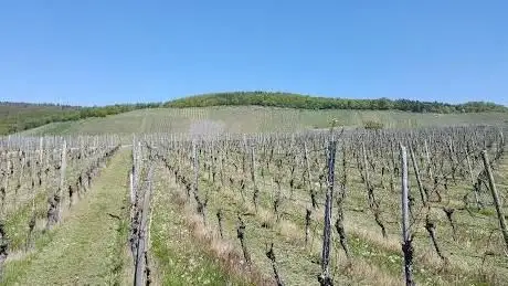 Photo de Weingut Faigle
