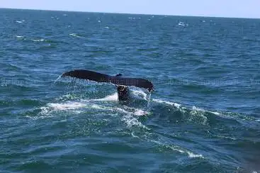 Photo de Dolphin Whale Watch