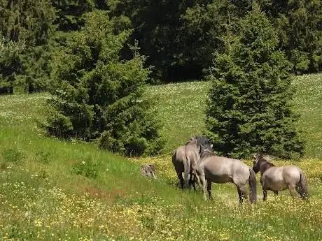 Photo de Stützerbach